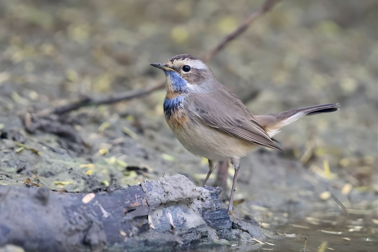Soor Sarovar Bird Sanctuary Agra