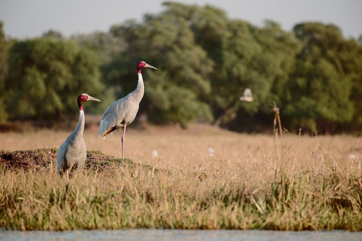  Keoladeo National Park Agra 